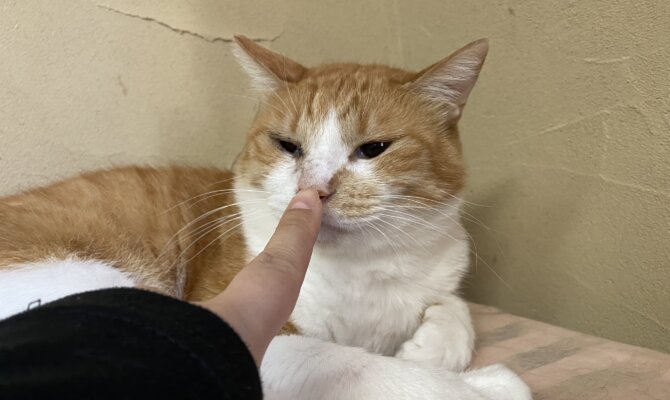 【お茶の水〜やぎん〜】