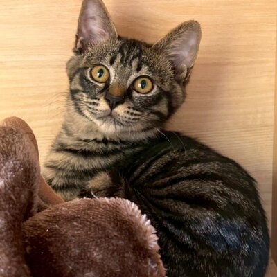 やわら【ちびびの森シェルター】