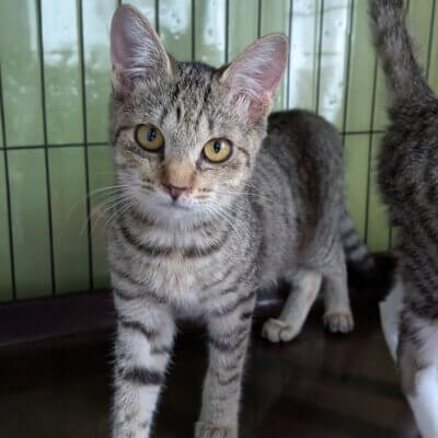 コスモス【高円寺】