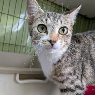 ダリア【高円寺】