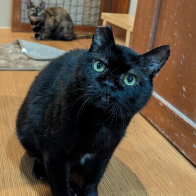 ごん太【大阪ねこ浴場】
