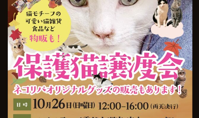 🐾保護猫譲渡会🐾 in 大田区雪が谷大塚