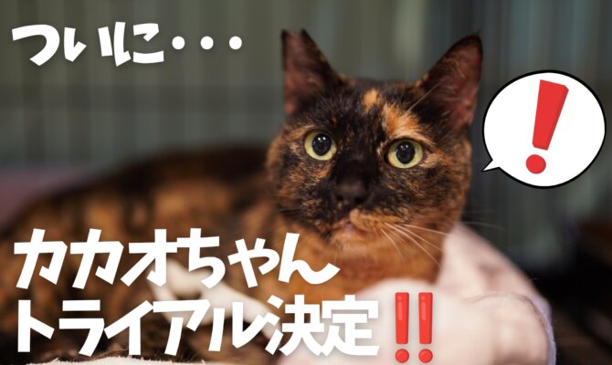 カカオ、トライアル決定‼️【大阪ねこ浴場】