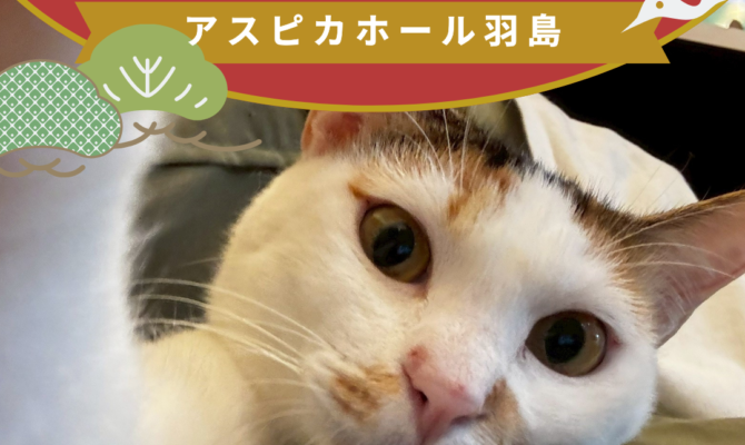 想いをつなぐ場所で、未来へつながる出会いを。岐阜保護猫譲渡会＠アスピカホール羽島🐈🐾