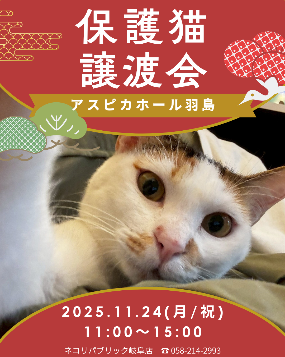 想いをつなぐ場所で、未来へつながる出会いを。岐阜保護猫譲渡会