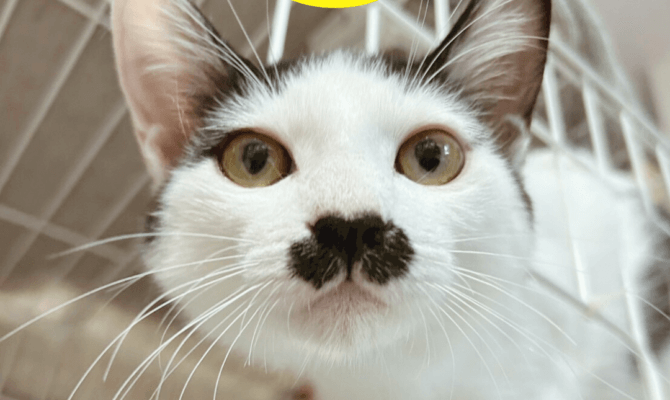 深まる秋、岐阜・柳ヶ瀬のサンビルで保護猫たちとあたたかな出会いを🍁保護猫譲渡会🐈