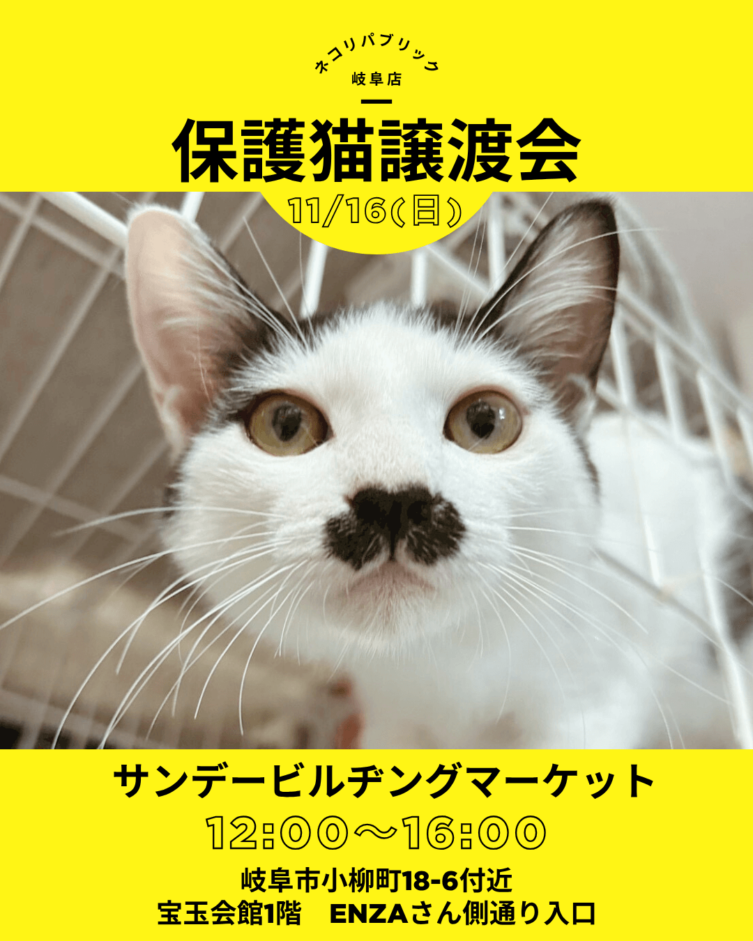 深まる秋、岐阜・柳ヶ瀬のサンビルで保護猫たちとあたたかな出会いを