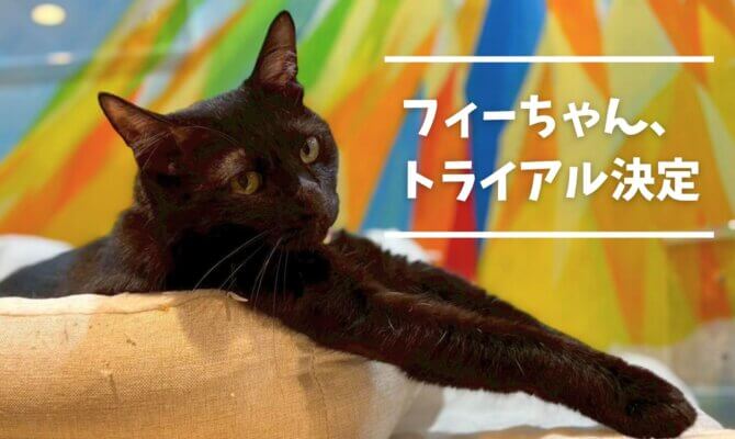 フィーちゃん、ついにトライアル決定❗️【大阪ねこ浴場】