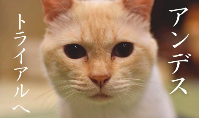 アンデス🏔️トライアルへ✨️【大阪ねこ浴場】