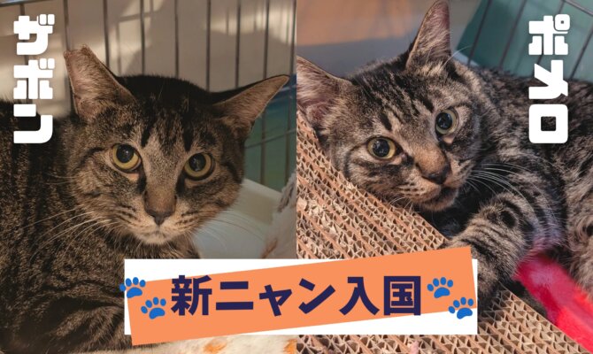 キジトラ兄弟入国🐾【大阪ねこ浴場】