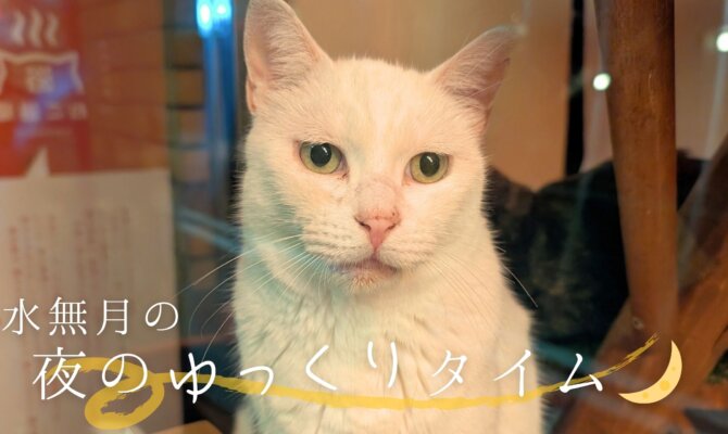 夜の水無月ゆっくりタイム🌙【大阪ねこ浴場】