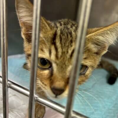 貴瑚（きこ）【ちびびの森シェルター】