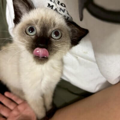 れあちぃず【ちびびの森シェルター】