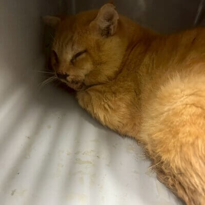 たむお【ちびびの森シェルター】