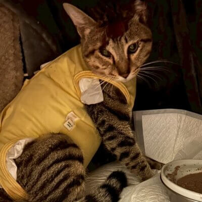 マウナ【ちびびの森シェルター】