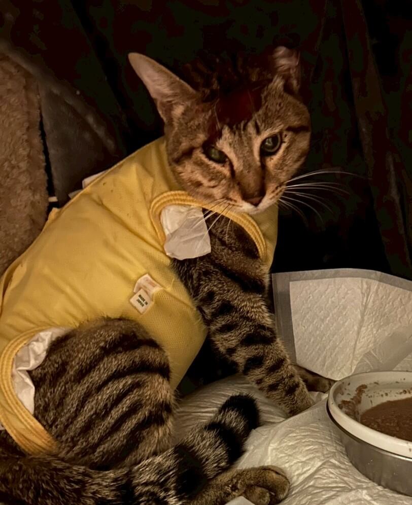 マウナ【ちびびの森シェルター】 | ネコリパブリック｜日本の猫の殺