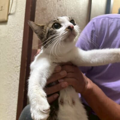 オールマイト【ちびびの森シェルター】