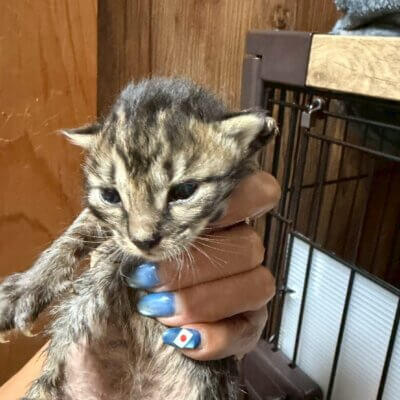 お茶子【ちびびの森シェルター】