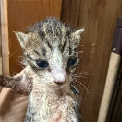 ヤマモモ【ちびびの森シェルター】