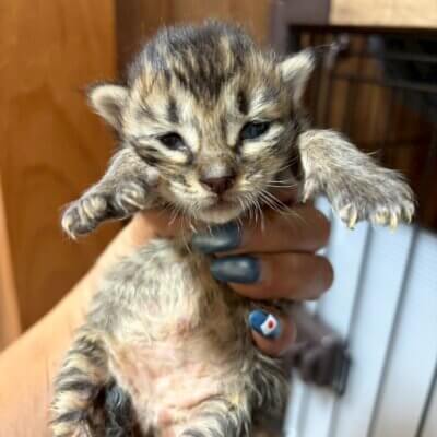 デク【ちびびの森シェルター】