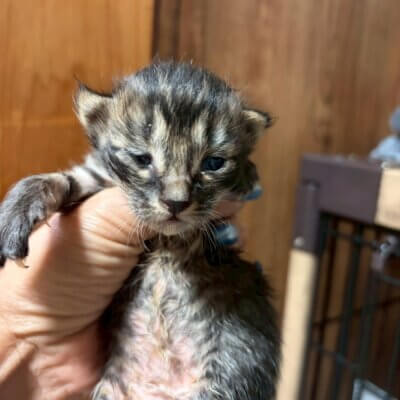 爆豪（ばくごう）【ちびびの森シェルター】