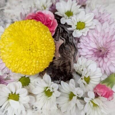 トゥワイス【ちびびの森シェルター】