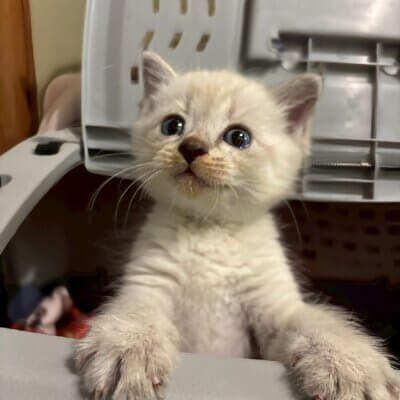 ウィニー【ちびびの森シェルター】