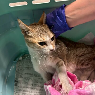 おだし【ちびびの森シェルター】