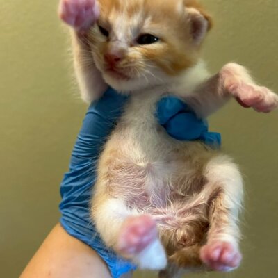 渋谷はろお【ちびびの森シェルター】