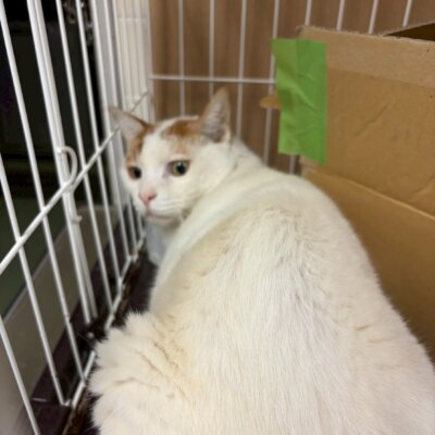 ほくほく【ちびびの森シェルター】