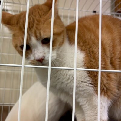 かぼちゃ【ちびびの森シェルター】