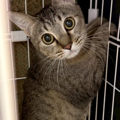 チンゲン菜【岐阜店】