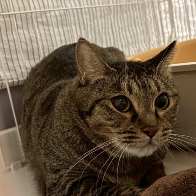 白菜【岐阜店】