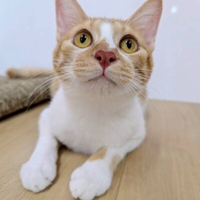                                 渋谷はろお【お茶の水】