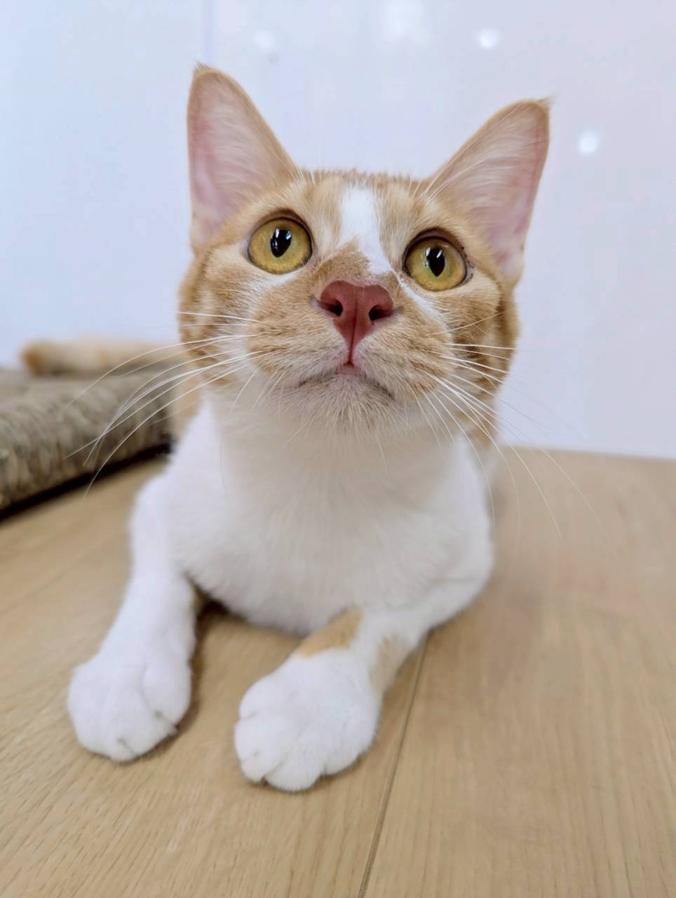 渋谷はろお【お茶の水】 | ネコリパブリック｜日本の猫の殺処分をゼロに！