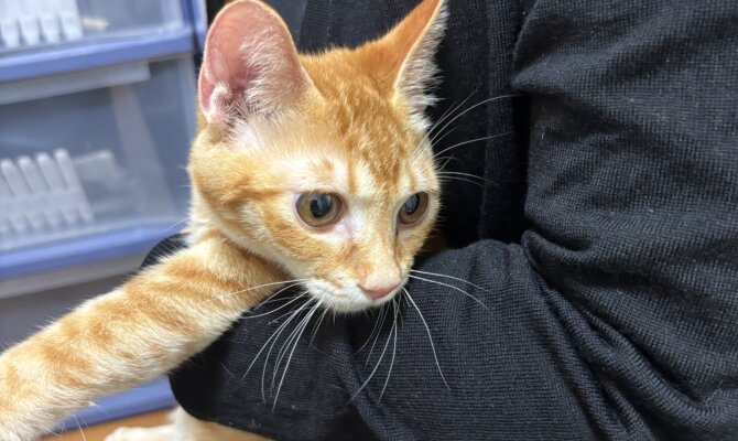 アンカラ　正式譲渡になりました💖