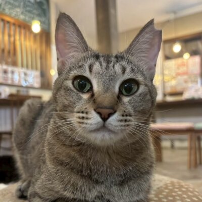 チンゲン菜【岐阜店】