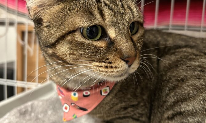 「恵比寿顔」のエビスがトライアルスタート‼️