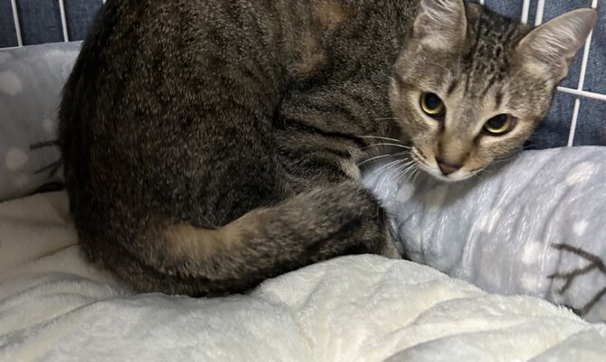 ラシュクーレ、トライアル開始です‼️