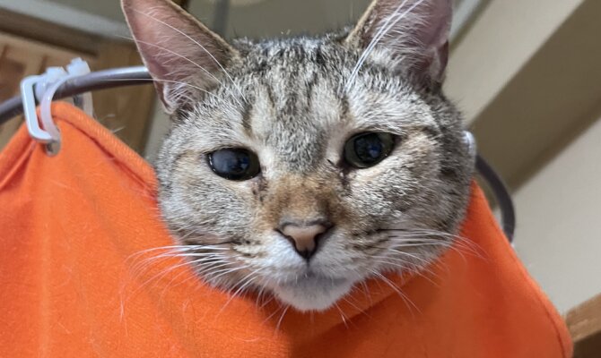 【お茶の水】〜グラタン〜