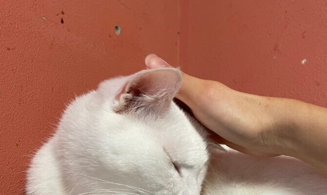 【お茶の水】〜出雲〜