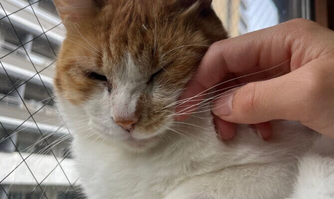 【お茶の水】〜やぎん〜