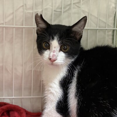 シオン【飛騨】