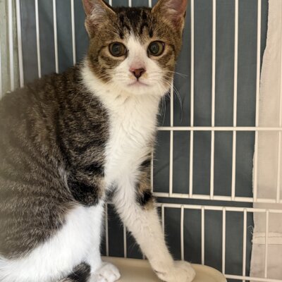 アリア【飛騨】