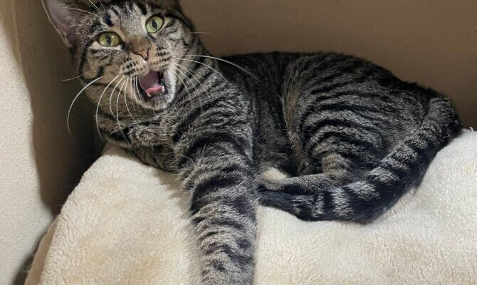 【お茶の水】〜ごぼ天〜