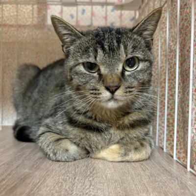 ラリー【飛騨】