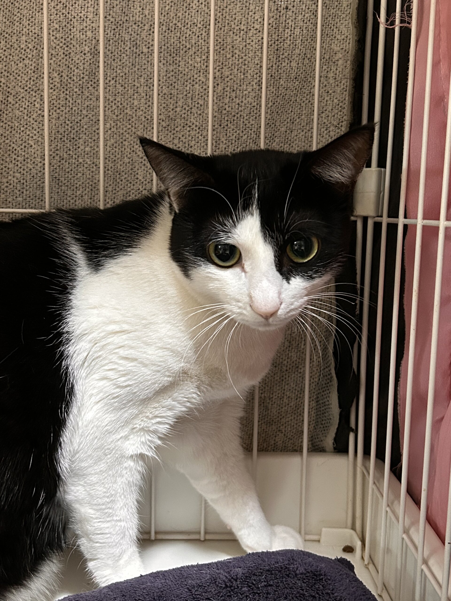 夜桜【岐阜店】 | ネコリパブリック｜日本の猫の殺処分をゼロに！