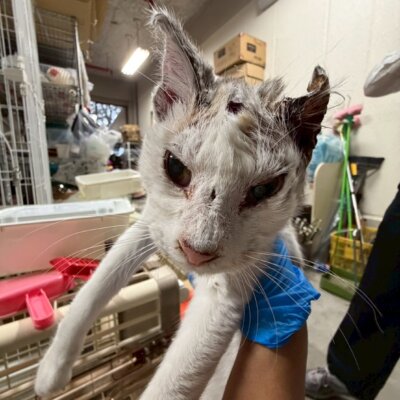 ラッキー【ちびびの森シェルター】