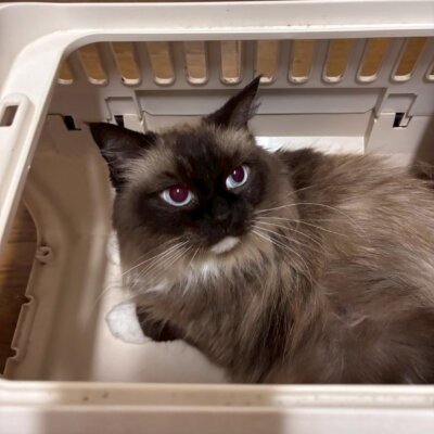 安(あん)【飛騨】