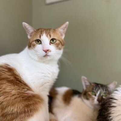 いちょう【飛騨】